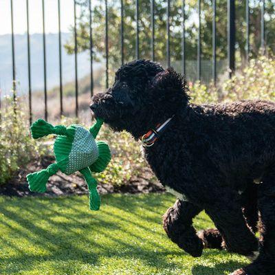 Dog playing after TurfCare Service