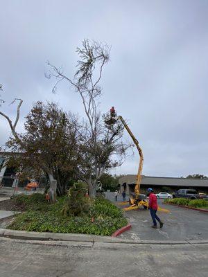 Removing Chinese Elm.