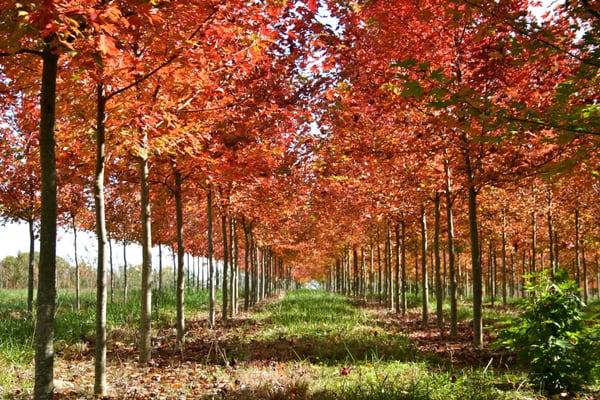 Sugar Maples in our Amelia field