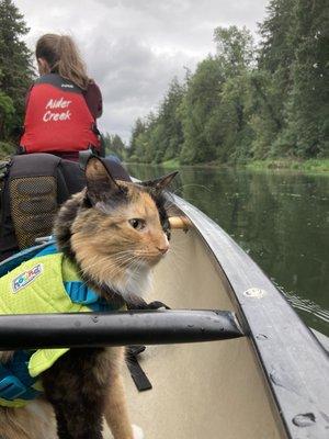 Adventure Cat Enjoying her first canoe trip