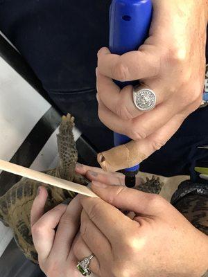 Beak and nail trim.