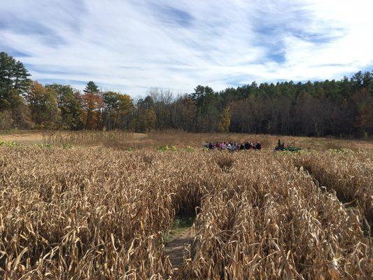 Corn maze