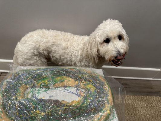 King Cake with praline pecan filling. Dog for scale.