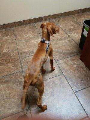 Patiently waiting to see the vet. They will be pleased with her weight gain!