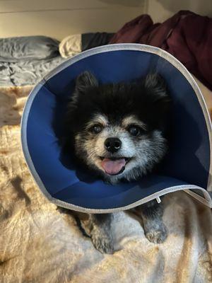 Gizmo post-procedure. It's the first time he's smiled since his injury, even if he's a little dopey.