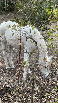 white horse