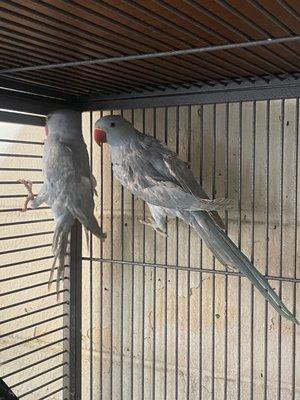 Indian Ringneck's