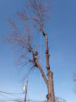 Manuel tree removal, climbing skills