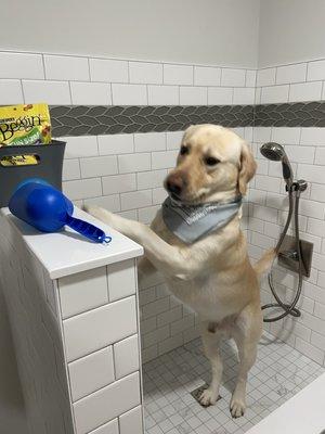 Dog shower