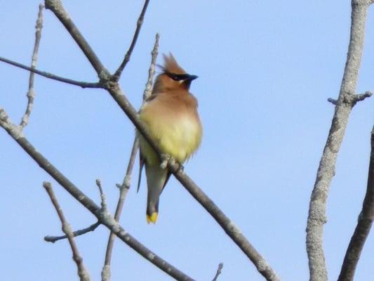 Cedar Waxwing - we don't have these in the city