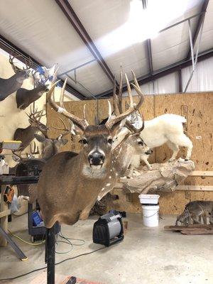 We mount deer! Award willing taxidermist on staff