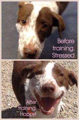 Our training is not about commands, but about giving dogs peace. Calm happy dogs rarely get in trouble!