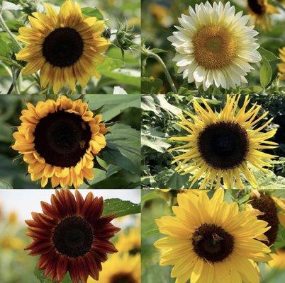 Different sunflower varieties at Smiles of Sunflowers