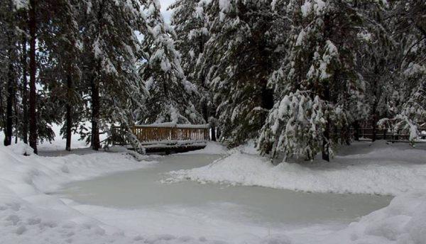 Manmade pond, frozen in winter, goldfish in summer if the egrets don't get 'em.   : )