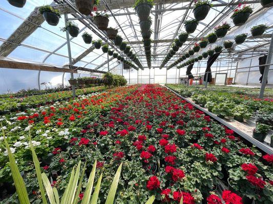 Geraniums in bloom in our growing house.