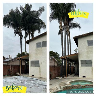 Before and after Queen palm trimmed looking nice!