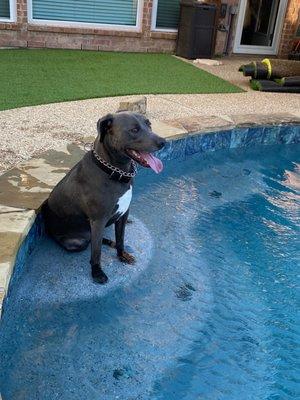 After....dogs ran a circle around the pool and wore the grass done to the dirt and then come and sit like this and now we have no issues!