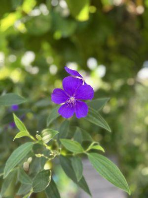 Purple flower