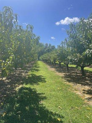 Peach trees