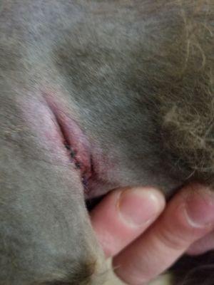 The 5 stitches my dog needed because of the injury he got from Val Vista Kennel.