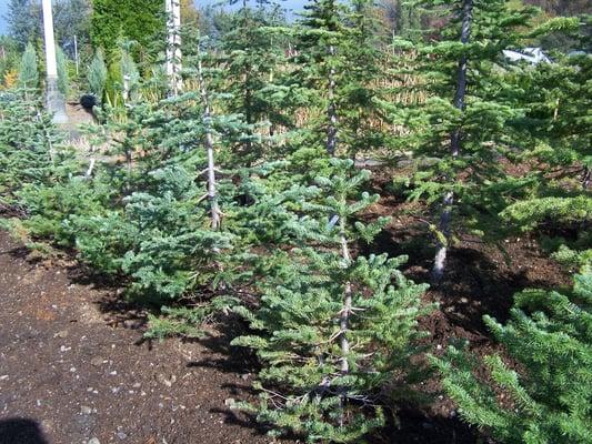 Alpine fir