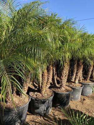 Palm Plantation