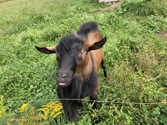 The isolated male goat ( don't hop the fence to pet him ).