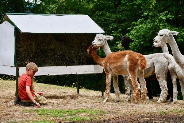 High Country Animals