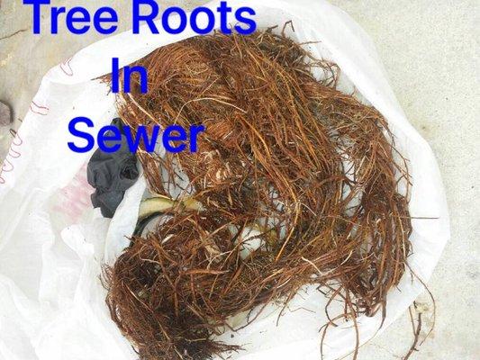 Ball of roots removed from  sewer line