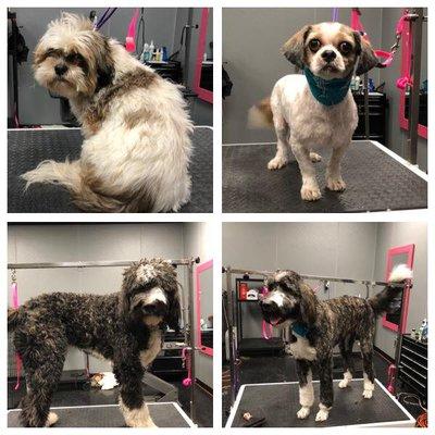 Puppingham Palace groomers offer dog grooming, pet grooming and dog nail trim