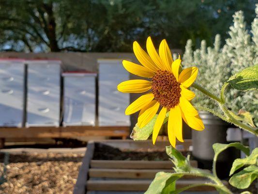 Arizona Honey, Bee Hives at Honey Hive Farms