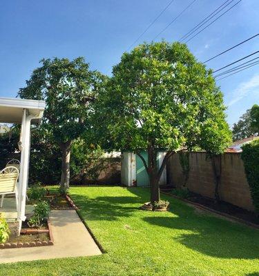 Glendora Tree Surgery