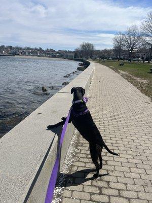 Ellie loves walking here!