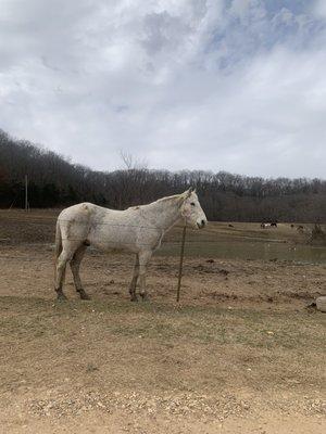 The horse that greeted us to the farm.