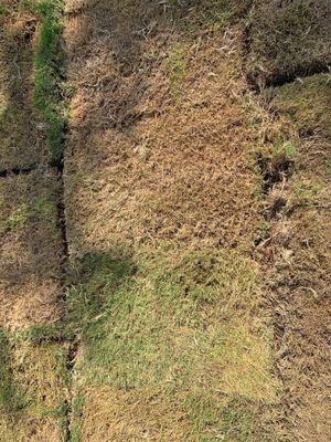 Some of the dead grass next to grass that is not dead, all from same delivery.