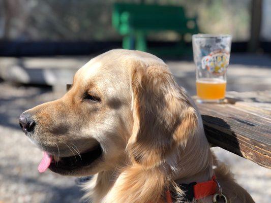 Pup at St George Island