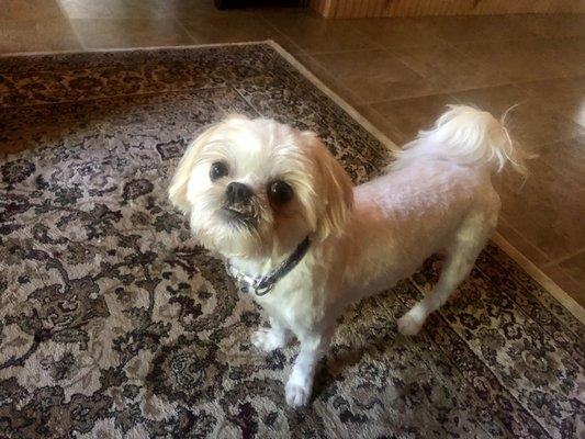 Sweet rescue Shih Tzu mix Zara showing off her cute  trim around her face.