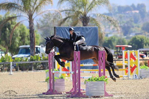 Edesa's Stakkotoff Z jumping a beautiful round at a show in Temecula