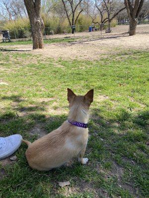 Bonnie enjoying the small dog park area