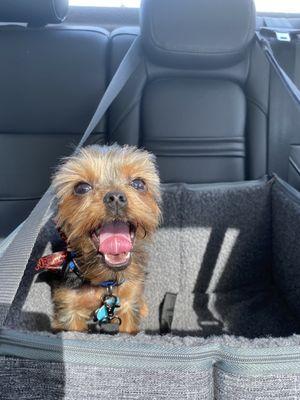 My puppy after his last appointment with Olga! He looks so handsome :)