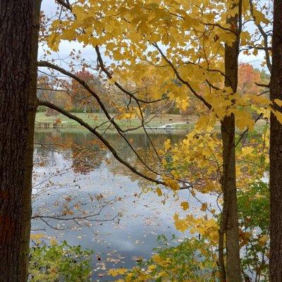 Pond within the park