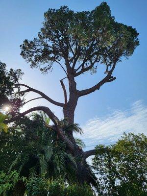 Removing pine tree