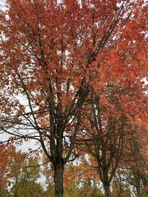 The trees next to the bathroom. Very pretty