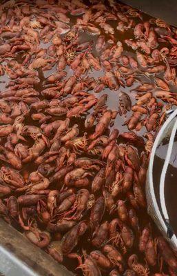 Great crawfish boiled and seasoned excellently!!!