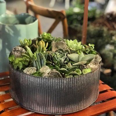 Succulent Garden