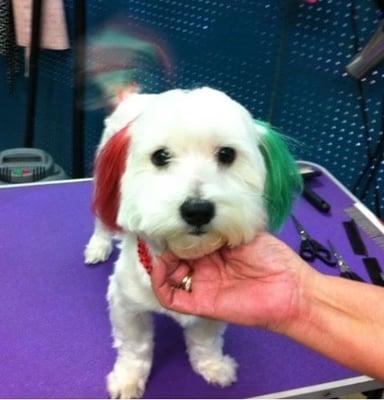 This is our Dog Jack and this is one of the creative packages at Ms Shelba's and he looked fabulous (sorry old picture)