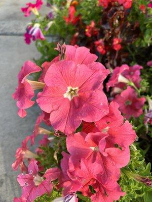 Pink petunia