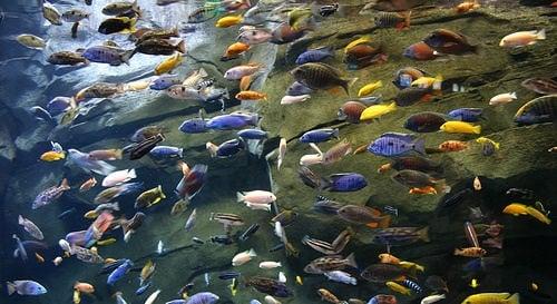 African Cichlid Aquarium