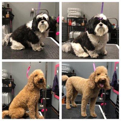 Puppingham Palace groomers offer dog grooming, pet grooming and dog nail trim