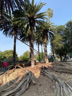 Trimming palms.